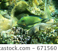 tropical fish, fish, fishes 671560