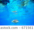 Fish appearing on the sea surface 671561