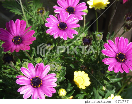 Dimorphoseca和Chrisanmaem Dimorphoseca和Chrisanmaem 671777