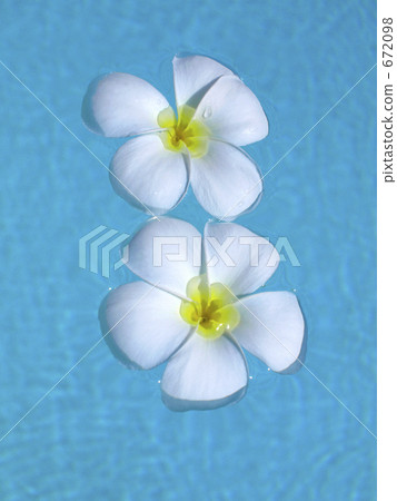 Plumeria 672098