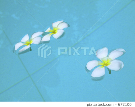 Plumeria 2 672100