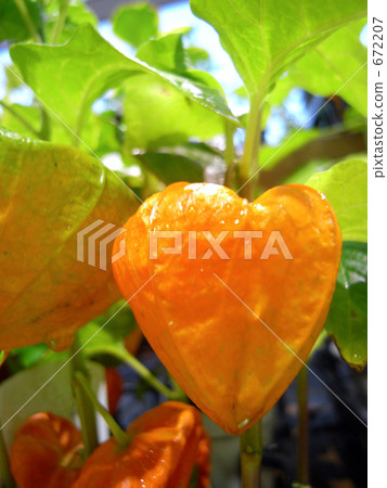 地面櫻桃 地面櫻桃 672207