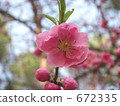 花桃 672335