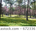 國有的Hitachihama Beach Park Daffodil幻想 672336