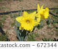 Daffodil Barnes Gold 672344
