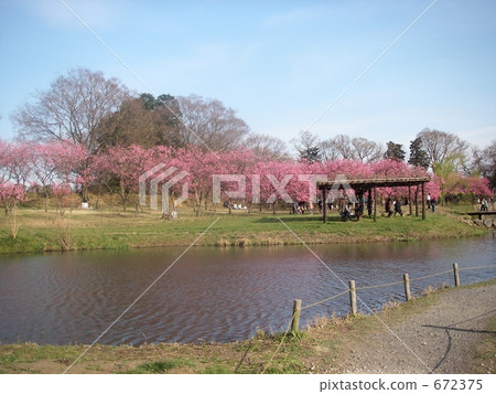 古河將軍公園古河莫莫節 672375