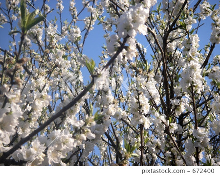 Flower peach white Flower peach white 672400