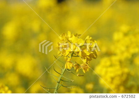 在下田4的油菜田 672502