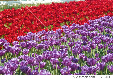 鬱金香花叢 鬱金香公園 花朵 672504