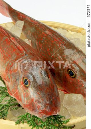 Gurnard Gurnard 672573