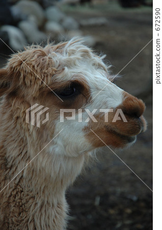 alpaca, animal, animals 672590