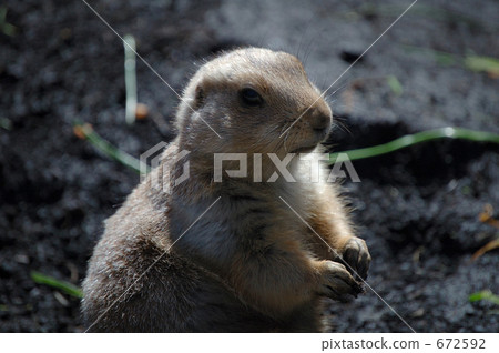 ueno zoo, one animal, prairie dog 672592