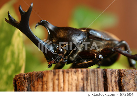 rhinoceros beetle, bug, insect 672604