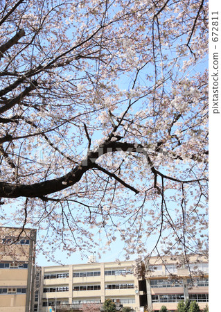 櫻花在春天學校建築看起來很好 672811