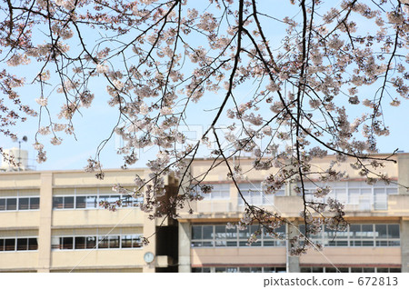 櫻花在學校 672813
