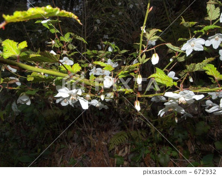覆盆子花 覆盆子花 672932