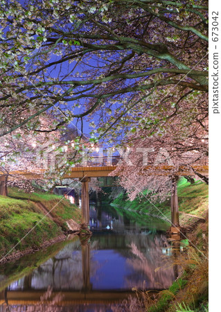 Sakurabashi在夜櫻花 673042