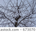 與雪的樹 673070