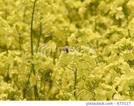 Rape bean's nectar bee 673117