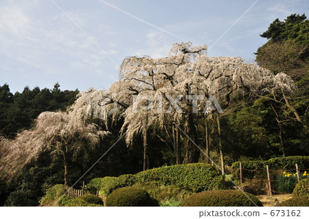 長興山·漂移櫻花-2 673162