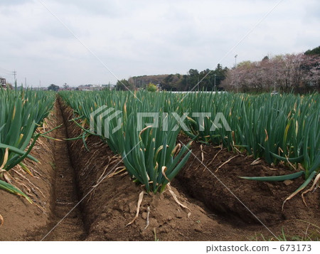 leek field, green onion field, spring onion 673173