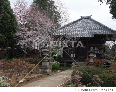 grounds, cherry blossom, cherry tree 673174