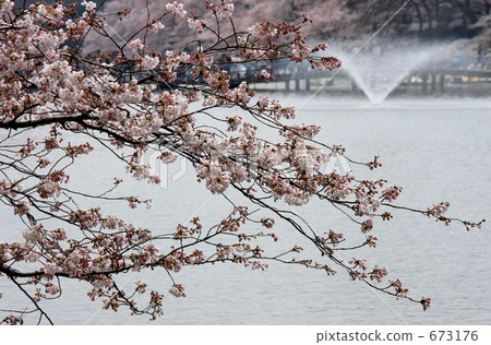 櫻花和噴泉 673176