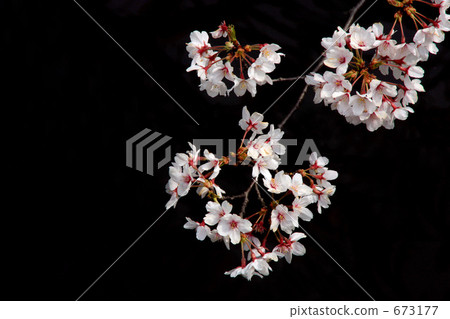 櫻桃樹 櫻桃樹 673177