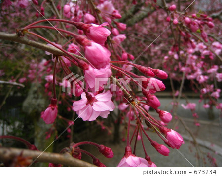 垂枝櫻 垂枝櫻 673234