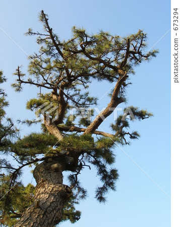 pine, pinetree, tree 673294