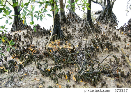 Mangrove at Ishigakijima Mangrove at Ishigakijima 673537