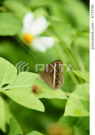 Ryo leaves resting Ryo leaves resting 673540