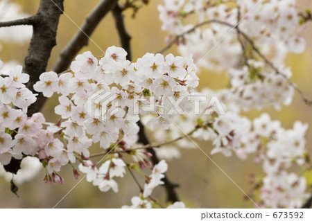 Cherry Blossoms	 673592