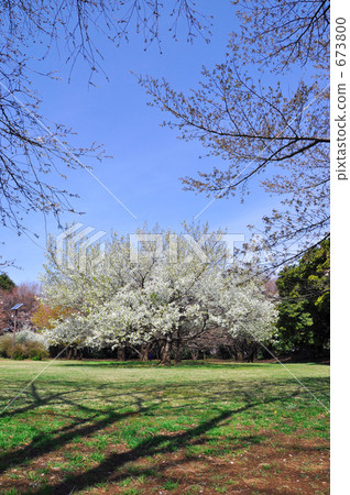 Sakura monopoly portrait position 673800