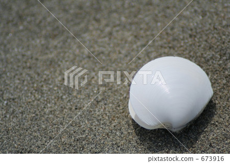 貝殼 貝殼 673916