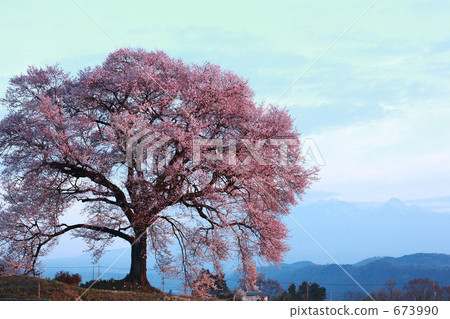 在Mizuka的櫻花 673990