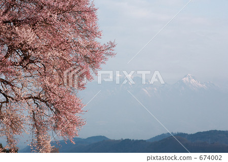 Cherry blossoms at Mizuka 674002