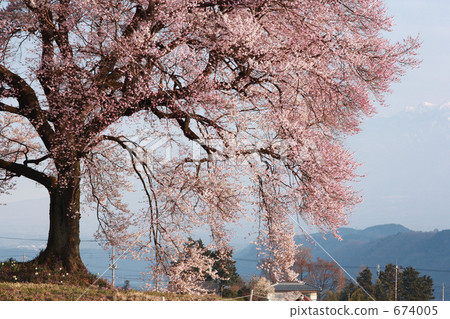 Cherry blossoms at Mizuka 674005