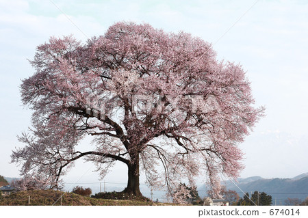 Cherry blossoms at Mizuka 674014