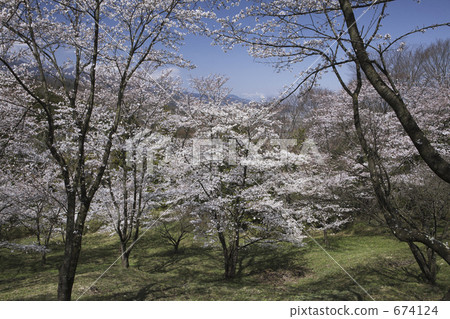 Cherry blossoms at Daishi Park 674124