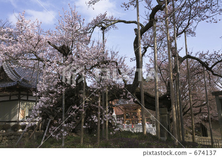 Sayaka Yamakuchi 674137