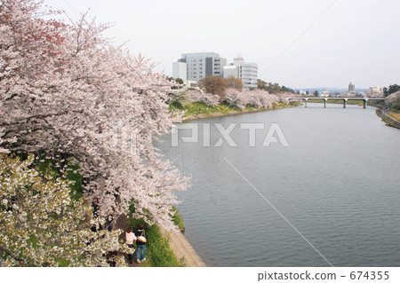 Cherry blossoms of Okazaki Ogawa 674355