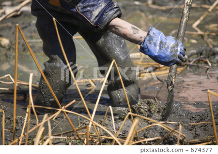 Lotus root digging Lotus root digging 674377