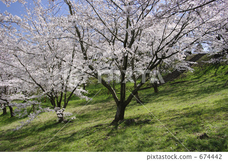 Cherry blossoms at Daishi Park 674442