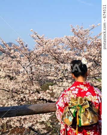 Cherry blossoms with girls who came to us 674511