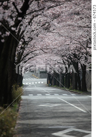Cherry blossom tunnel 674573