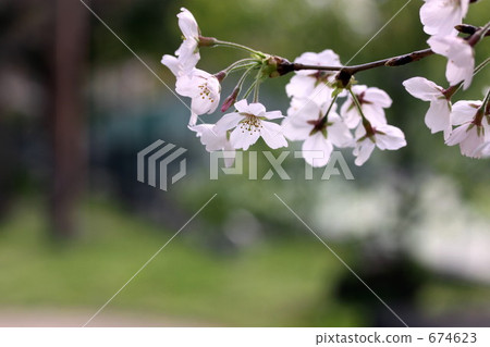 Cherry Blossoms   674623