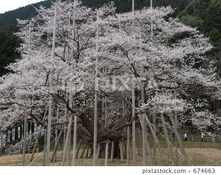 Nujio Minakuchi Sakura 674663
