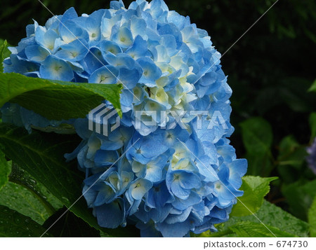 Hydrangea Hydrangea 674730