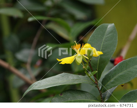 Mickey mouse tree (yellow flower) Mickey mouse tree (yellow flower) 674731